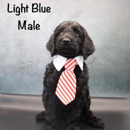 Light blue - Black male Goldendoodle puppy in Maryville, Tennessee from Twin City Doodles