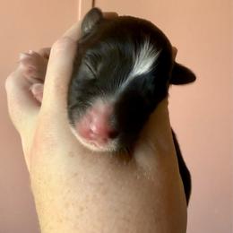 Espresso - Black tri female Miniature Australian Shepherd puppy in Gatesville, Texas from Southern Promise Aussie’s