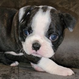 Boston Terriers from Joey Muller