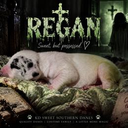 Regan - Harlequin female Great Dane puppy in Montgomery, Texas from KD Sweet Southern Danes