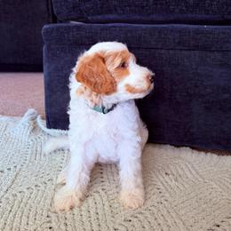 Penelope - Parti female Goldendoodle puppy in Barstow, California from Golden Desert Doodles