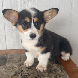 Nova - Black and tan female Pembroke Welsh Corgi puppy in Derby, Iowa from NHC Kennels