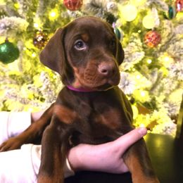 Miss Heloise - Red and rust female Doberman Pinscher puppy in Chagrin Falls, Ohio from Schloss Velburg Dobermanns