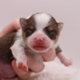 Dory - Chocolate parti female Pomeranian puppy in Bogata, Texas from Kerrie’s Pomeranian