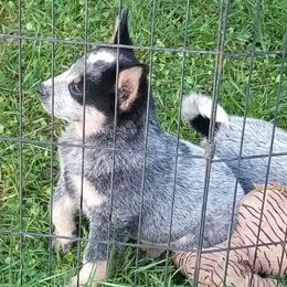 Male pup - Blue male Australian Cattle Dog puppy in Unicoi, Tennessee from Buffalo Valley AKC Australian Cattle Dogs