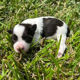 Angelica - Parti female Miniature Schnauzer puppy in Clover, South Carolina from Bobo’s Babies Kennels