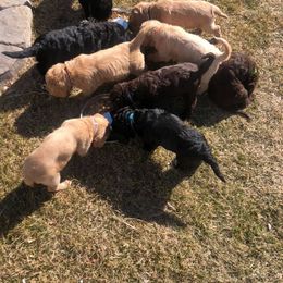 Goldendoodle Puppies from Clig Doodle Days