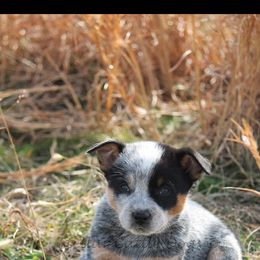 "Rip" Australian Cattle Dog Puppies from LoveAHeeler