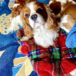Cavalier King Charles Spaniel Puppies from Bella Fleur Cavaliers