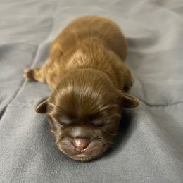 Juliet - Chocolate female Shih Tzu puppy in Vernon, New Jersey from Calta’s Cute Shih Tzu