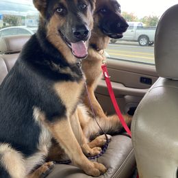 German Shepherd All Grown Up from Angel Oak German Shepherds