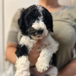 Goldendoodles from Oscar's Goldendoodles