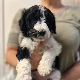 Goldendoodles from Oscar's Goldendoodles
