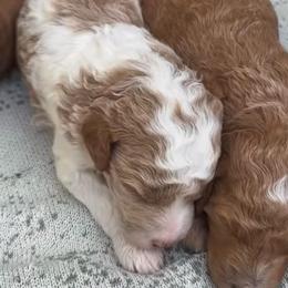 Frosted Tip Apricot Parti Male - Parti male Goldendoodle puppy in Clarksville, Tennessee from Tennessee Goldendoodles, since 2014