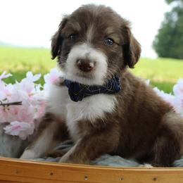 Scout - Sable male Bordoodle puppy in Ashland, Ohio from Cherry Blossom Doodles