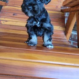 Miniature Schnauzer Puppies from Dees Schnauzers