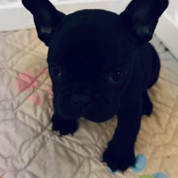 French Bulldog, Mal-Shi, and Morkie Puppies from Woodpecker Ridge Pups