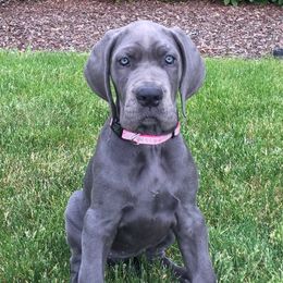 Great Dane Puppies from Blue Envy Great Danes