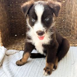 Reef - Red tri-color male Australian Shepherd puppy in Unionville, Iowa from Soap Creek Kennels