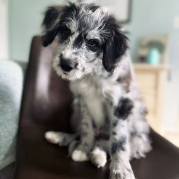 Bordoodle Puppies from The Weekend Farm