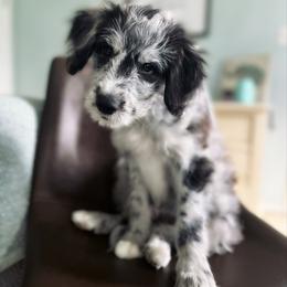 Bordoodle Puppies from The Weekend Farm