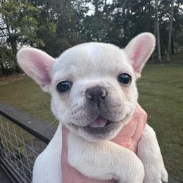Beth - White female French Bulldog puppy in Cleveland, Tennessee from Grammer's Southern Breeding