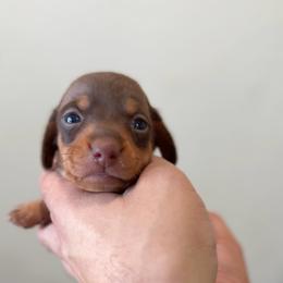 Woody - Chocolate and tan male Dachshund puppy in Clovis, California from Lil Sausage Co