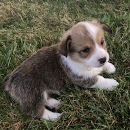 Pembroke Welsh Corgi Puppies from Red Wagon Farm