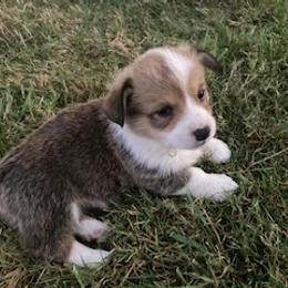 Pembroke Welsh Corgi Puppies from Red Wagon Farm