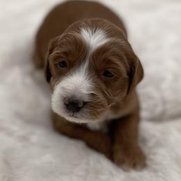 Ella - Red  female Goldendoodle puppy in Kansas City, Kansas from Bella & Ivy’s Mini Goldendoodles of KC