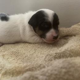 Tri colored male - Tri-color male Jack Russell Terrier puppy in Williston, Florida from CP FARMS BORDER COLLIES N JACKS CORP