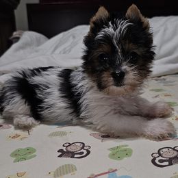 Jack - Parti male Yorkshire Terrier puppy in Oklahoma from Chracy's yorkie babies
