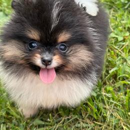 Wish - Black and tan parti female Pomeranian puppy in Newark, Ohio from Keeperofstars Pomeranians