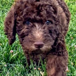Labradoodle Puppies from AV Cares Doodles