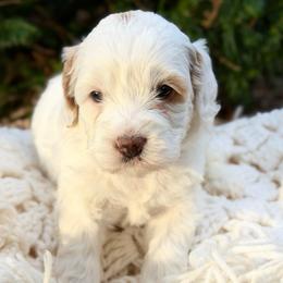 Blue - Chalk female Australian Labradoodle puppy in Auburn, Washington from West Valley Labradoodles