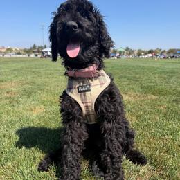Pearl - Black phantom female Aussiedoodle puppy in Riverside, California from Just Loving Doodles