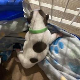 Boy green - Seal and white male Boston Terrier puppy in Taylorsville, North Carolina from Jessica's Boston Terriers