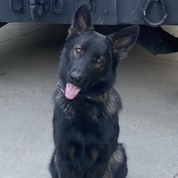German Shepherds from Bittersweet Shepherds
