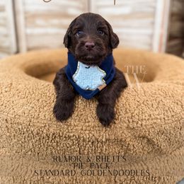 Chocolate Pie - Chocolate male Goldendoodle puppy in Soddy Daisy, Tennessee from The W Doods