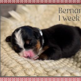 Bernard - Black and rust male Bernese Mountain Dog puppy in Purcell, Oklahoma from Swiss Berner Bears