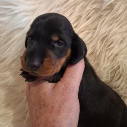 Standard Girl 1 - Black and tan female Dachshund puppy in La Pine, Oregon from Lil Deschutes