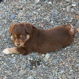 Lion - Red tri-color male Miniature American Shepherd puppy in Prunedale, California from 4MLA STABLES