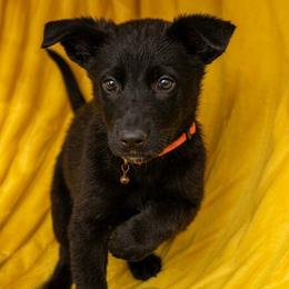 Ranger - Black brindle male Dutch Shepherd puppy in Sierra Vista, Arizona from KnightWatch K-9