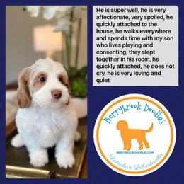 Australian Labradoodle Puppies from Berrybrook Doodles