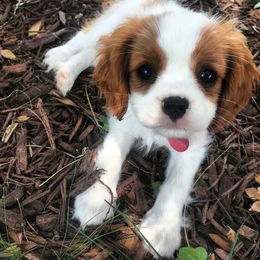 Cavalier King Charles Spaniel Puppies from Abbey Road Cavaliers