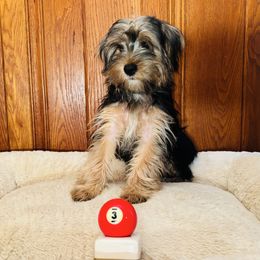 Roxy - Blue and gold female Yorkshire Terrier puppy in Marion, Indiana from Brandon's Yorkshire Terriers