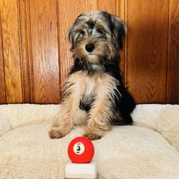 Roxy - Blue and gold female Yorkshire Terrier puppy in Marion, Indiana from Brandon's Yorkshire Terriers