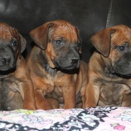 Girl 1 - Rd whtn blk nose female Rhodesian Ridgeback puppy in Greenville, Ohio from Masai's Pride Rhodesian Ridgebacks