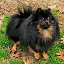 Kohl - Pomeranian