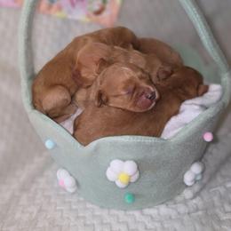 Girl 1 - Red female Cavapoo puppy in Lincolnton, North Carolina from Cuddable Pups